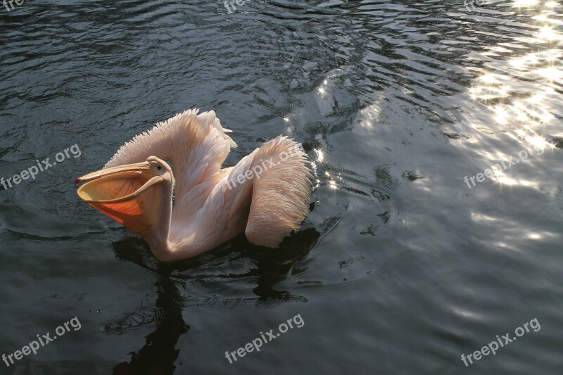 Pelican Zoo Liberec Free Photos