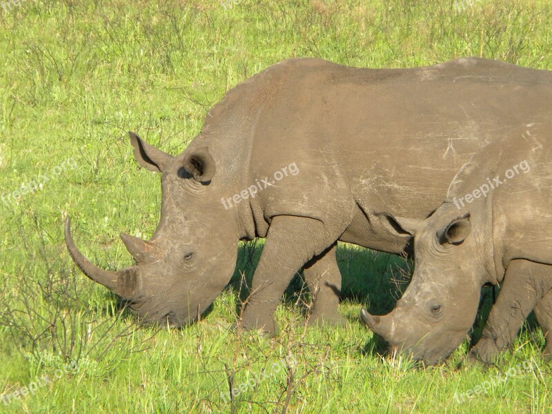 Rhino Nature Safari Animal Wildlife