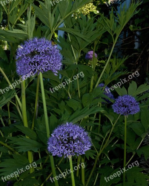 Onions Plants City Garden Free Photos