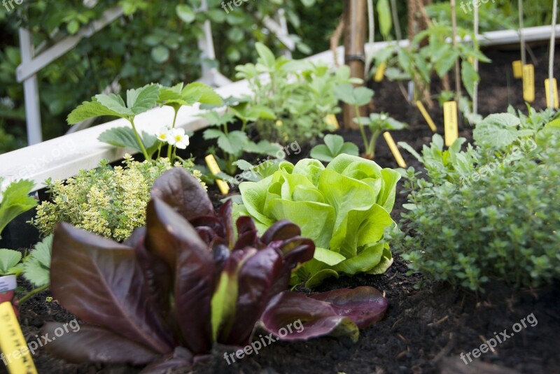 Lettuce City Garden Vegetable Free Photos