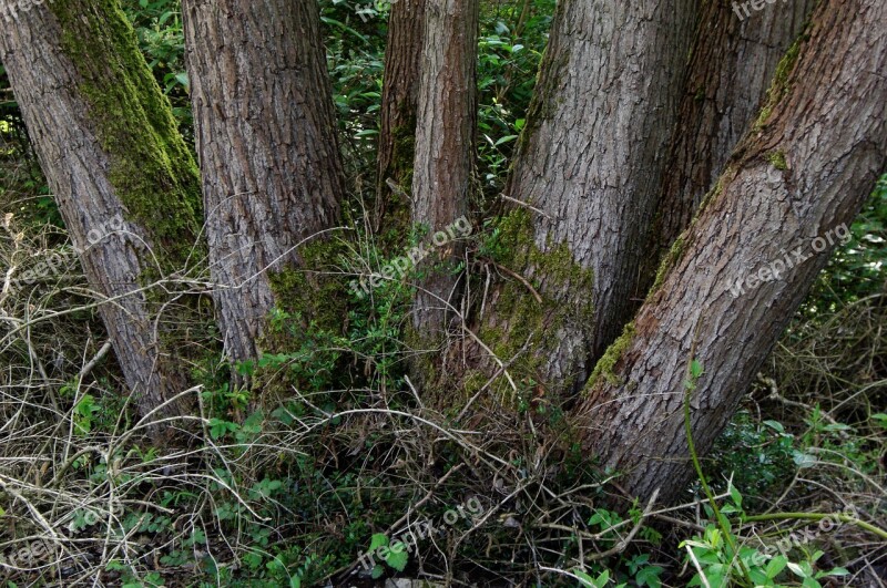 Tree Trunks Nature Bark Tribe Free Photos