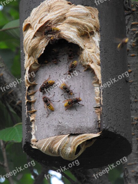 Hornissennest Nesting Box Insect Free Photos