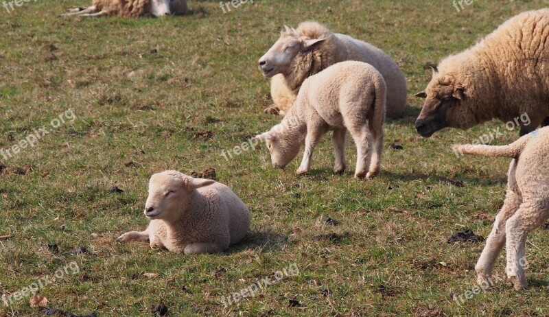 Sheep Lamb Lambs Easter Animal