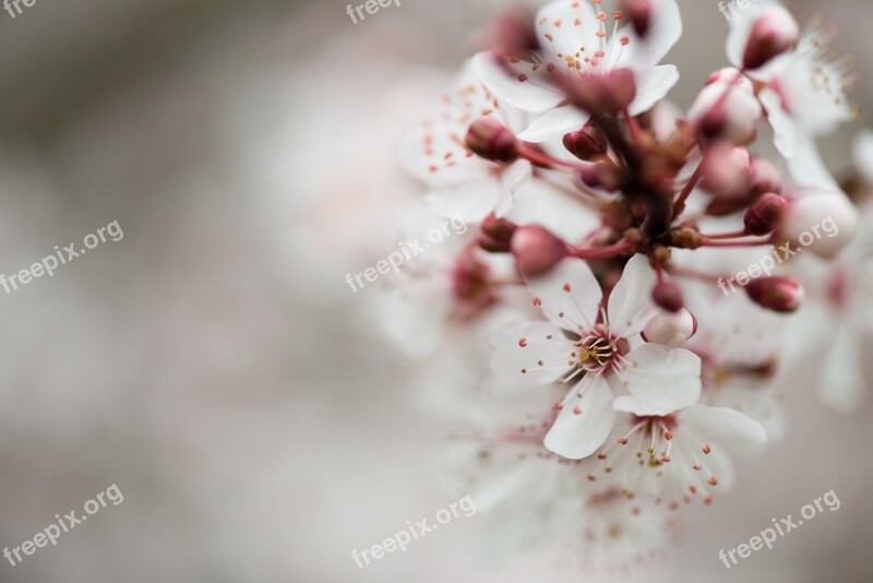 Flower Blossom Spring Nature Plant