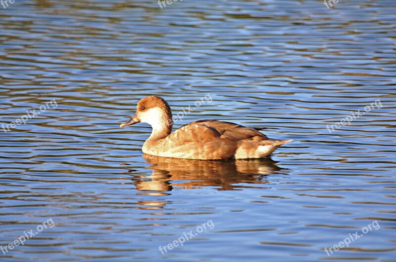 Ave Animals Animal Pond Water Animal