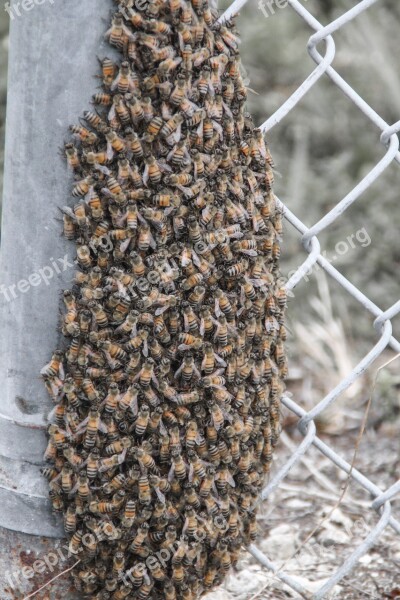 Bee Honey Hive Nature Insect