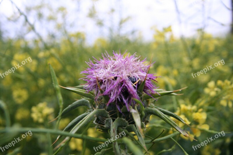 Milk Thistle Flower Galilee Plant Silybum