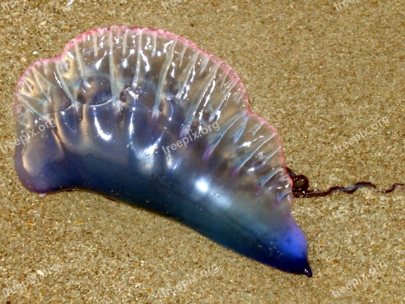 Sand Jellyfish Seashore Aquatic Marine