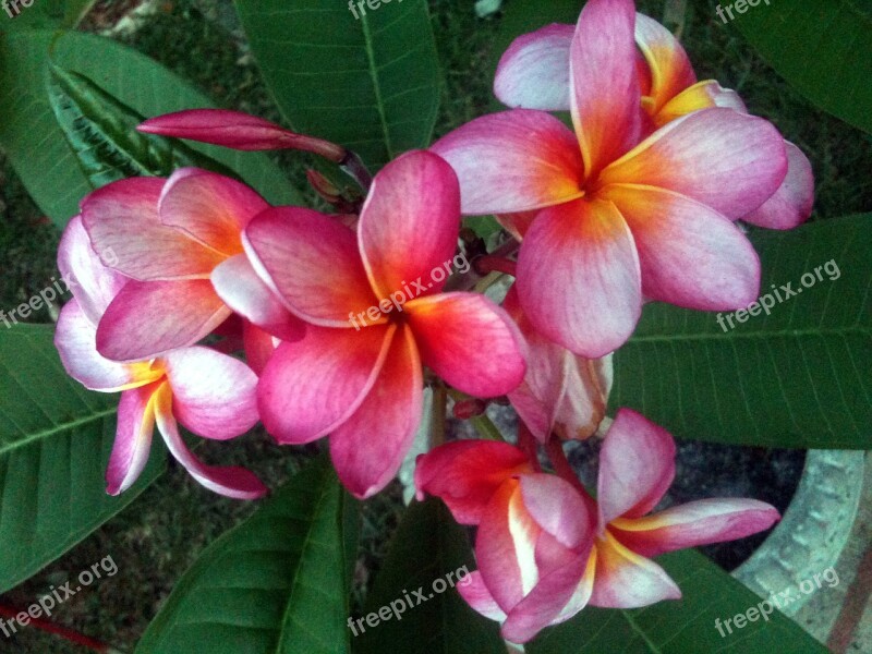 Plumeria Flower Tropical Free Photos