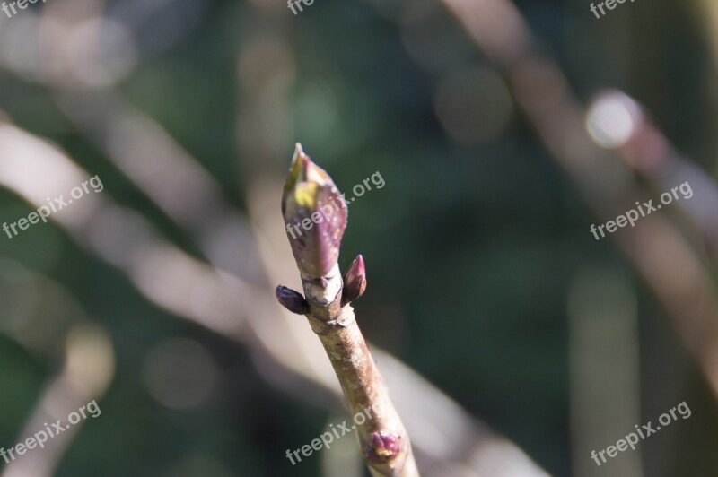 Button Spring Nature Garden Bloom