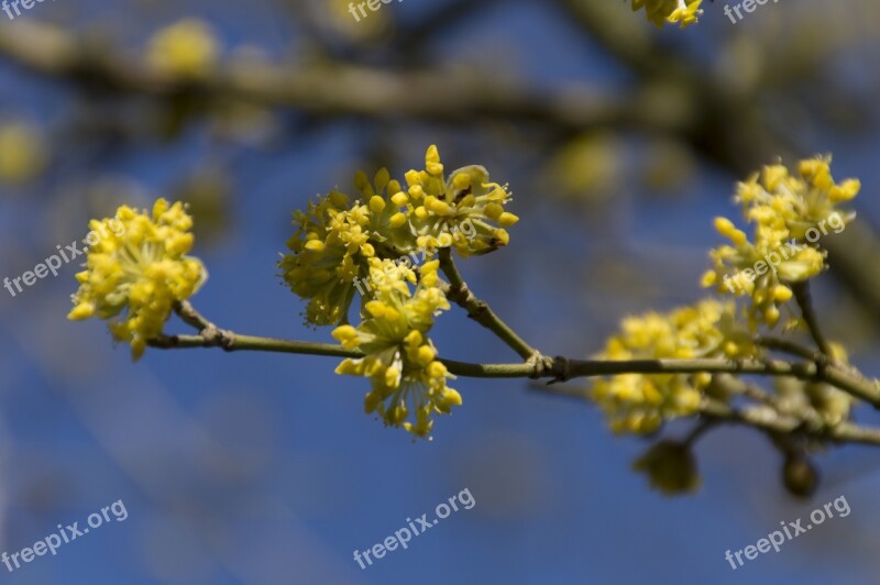 Flower Branch Spring Plant Button