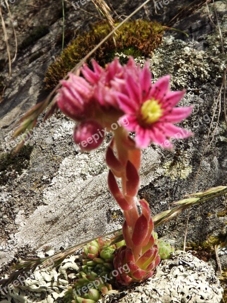 Cobweb Houseleek Herb Sempervivum Arachnoideum Plant Crassulaceae