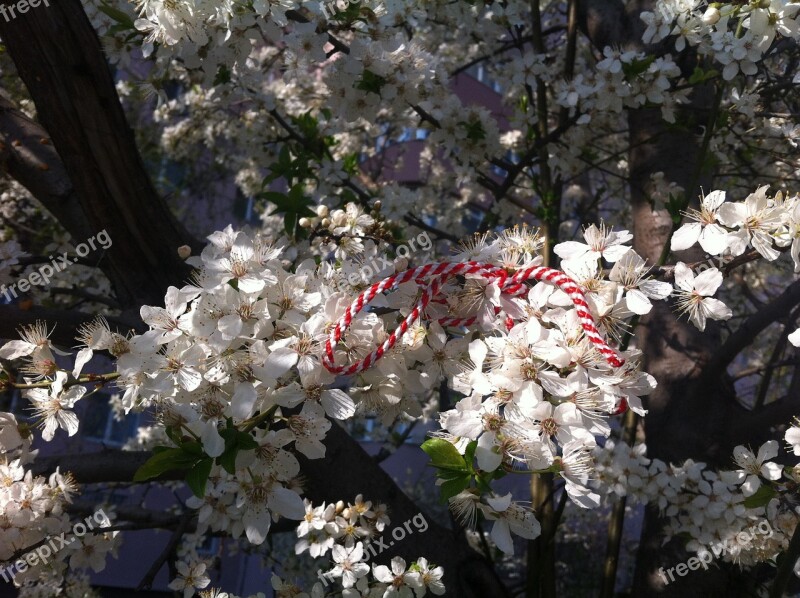 Martisor Spring Flowers Free Photos