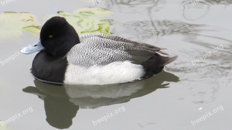 Duck Scaup Lesser Swimming Waterfowl