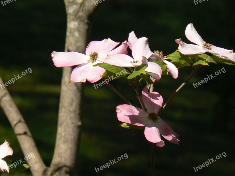 Flower Blossom Dogwood Blooming Tree