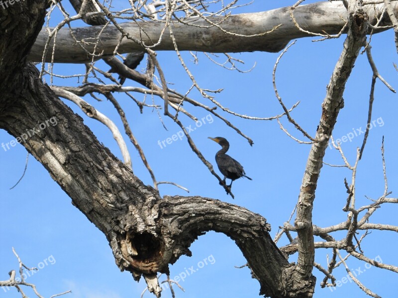 Bird Cormorant Double-crested Tree Limb