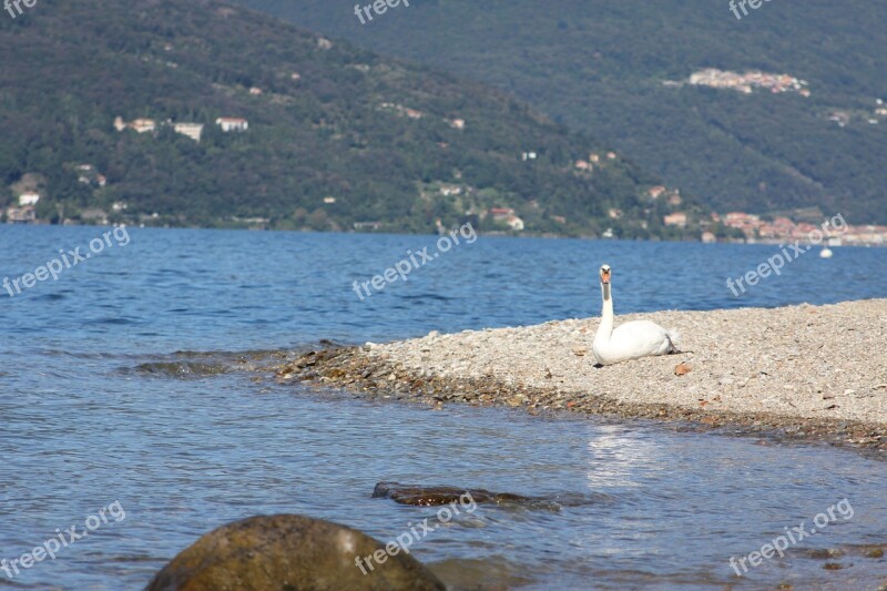 Swan Lake Elegant Water Swans