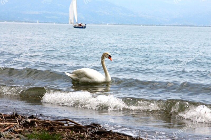 Swan Water Lake Water Bird Feather