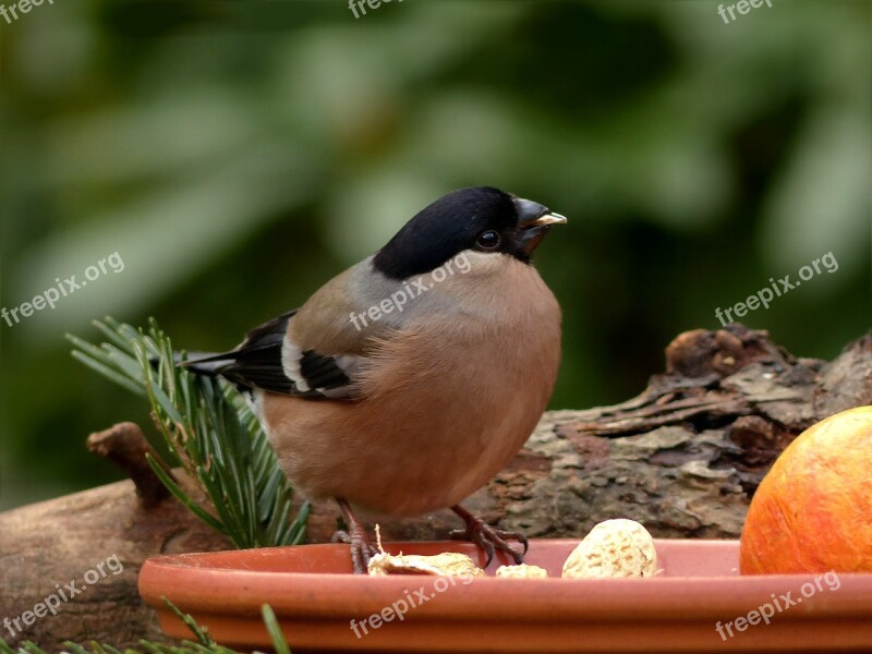 Bird Bullfinch Female Foraging Close Up