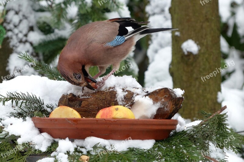 Bird Jay Winter Foraging Garden