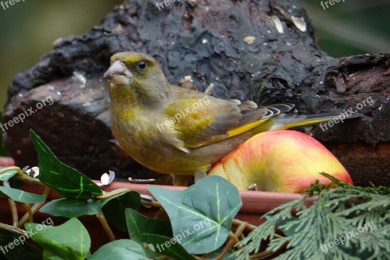 Bird Greenfinch Foraging Garden Free Photos