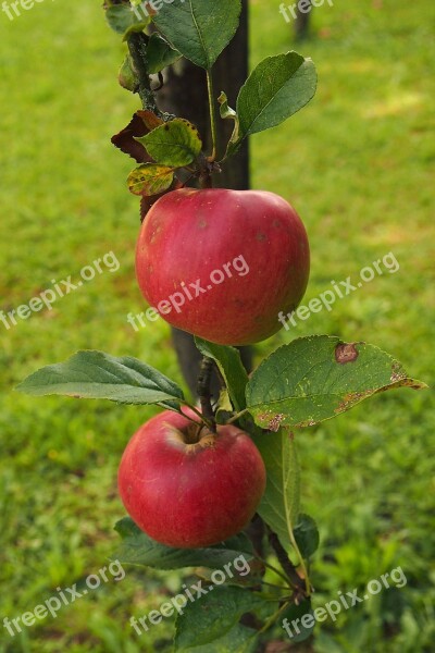 Apple Apple Tree Branch Fruits Green