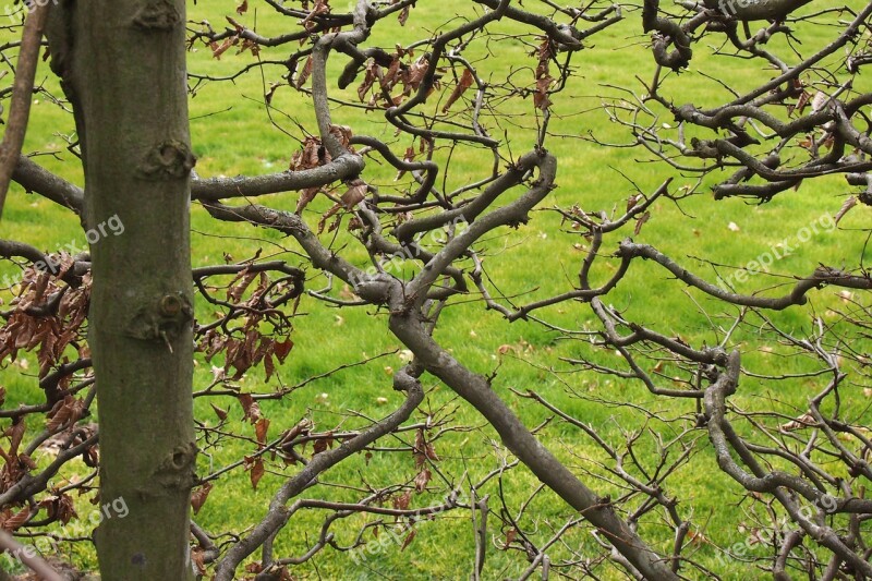 Branches Hedge Green Grass Background