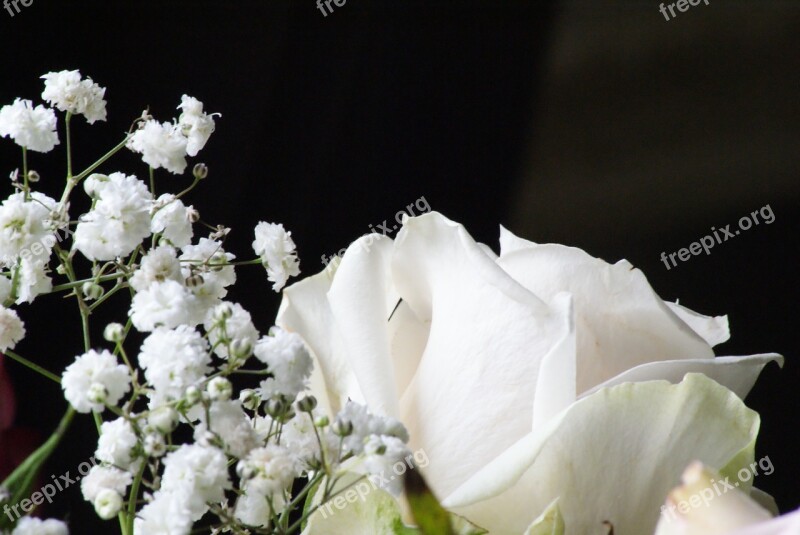 White Rose Tenderness Contrast Black Background Wedding