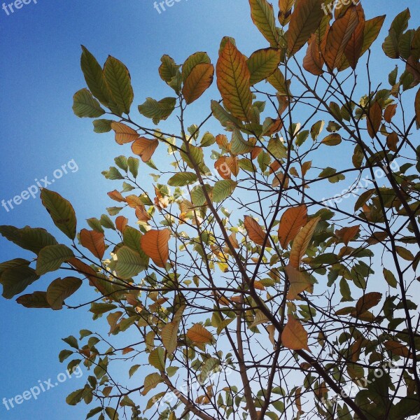 Red Leaves Autumn Blue Sky Free Photos