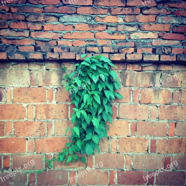 Red Walls Green Leaf Dawn Free Photos