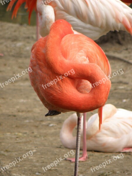 Flamingo Neck The Vertebrae Bird Free Photos