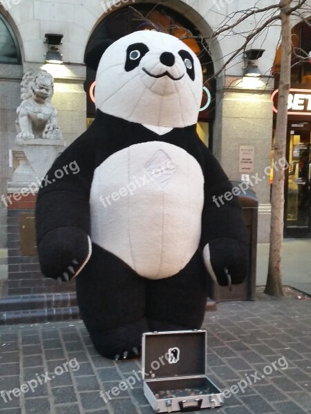 Panda Giant Begging China Town Free Photos