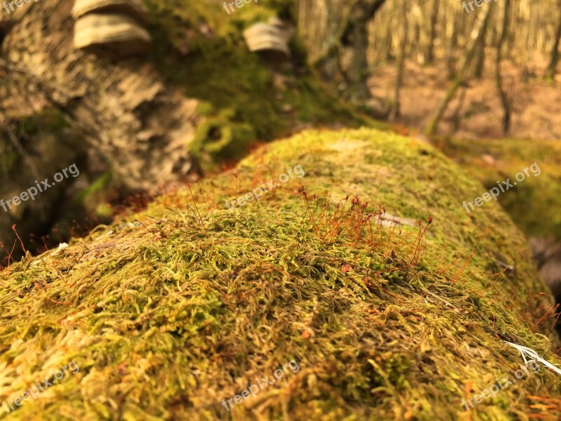 Nature Forest Autumn Green Beech Wood