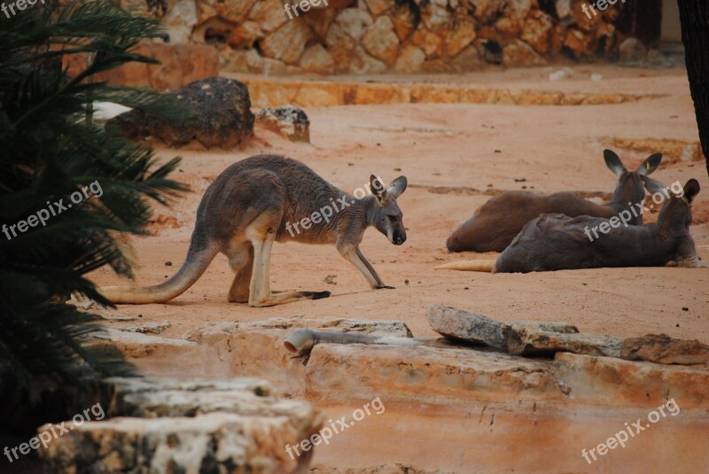 Kangaroo Brown Animal Marsupial Mammal