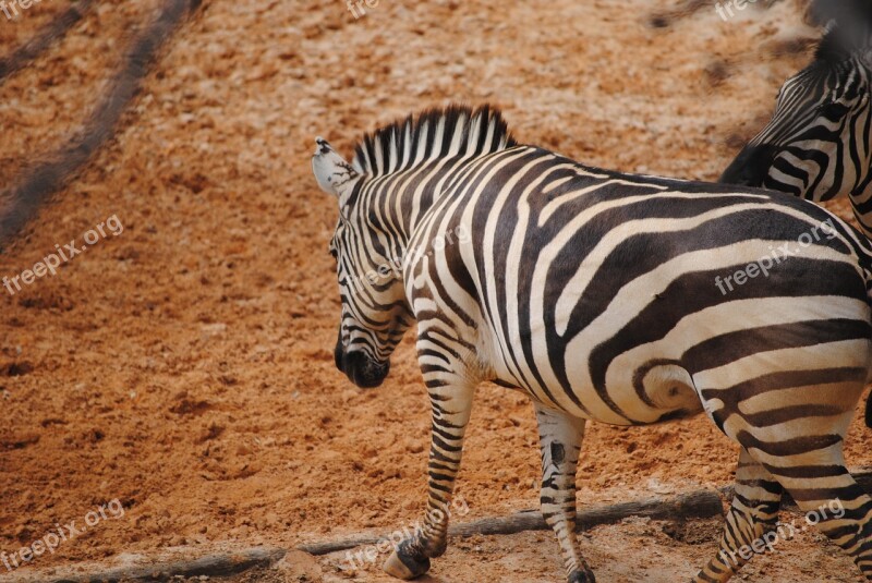 Zebra Black White Nature Animal