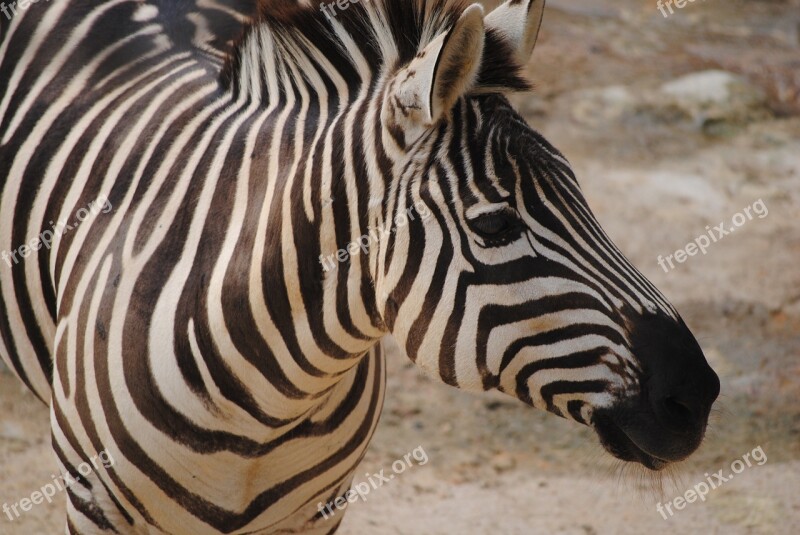 Zebra Black White Nature Animal