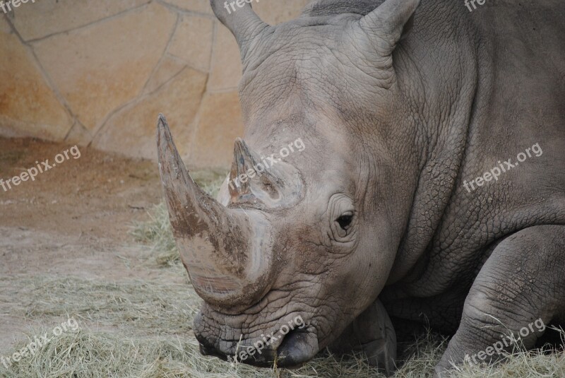 Rhino Gray Animal Mammal Rhinoceros