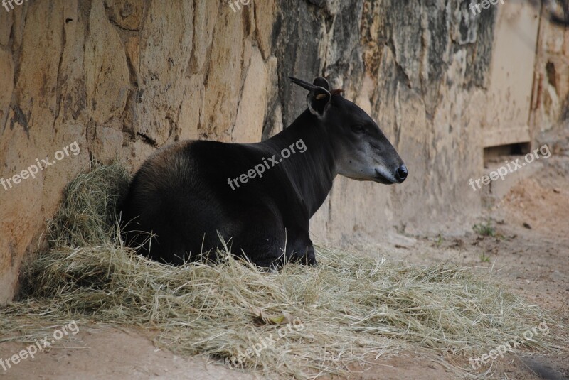 Animal Unique Nature Wildlife Black