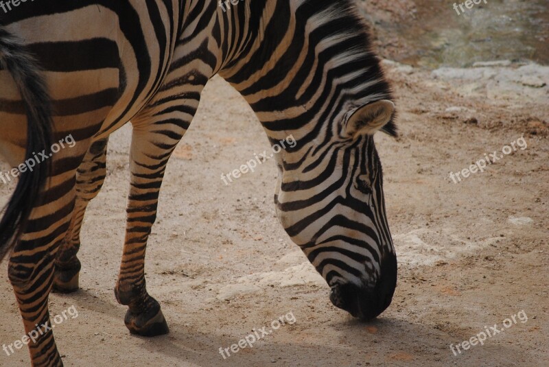 Zebra Black White Nature Animal