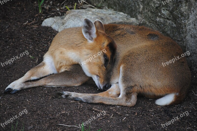 Deer Sleeping Animal Nature Mammal