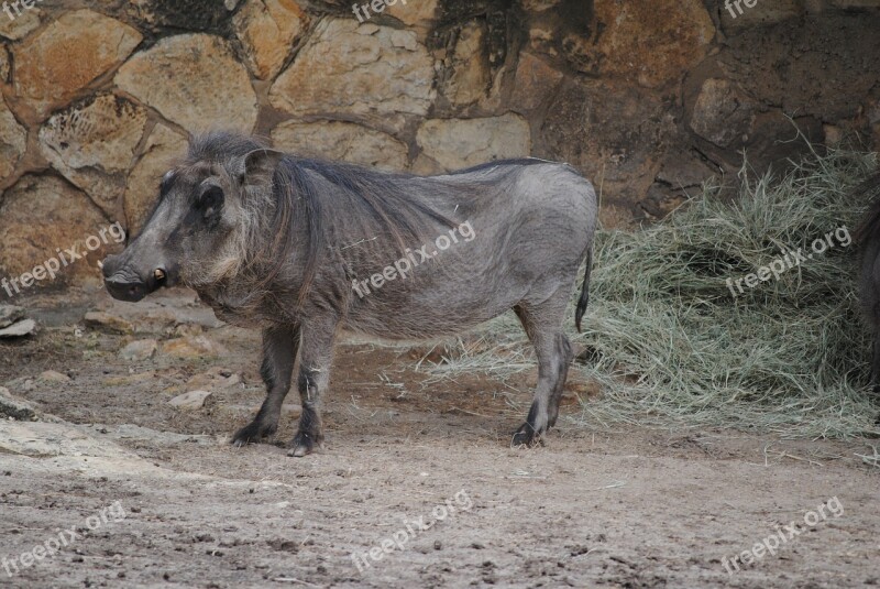 Wild Warthog Wildlife Mammal Animal