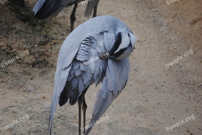 Bird Stork Preening Wildlife Nature