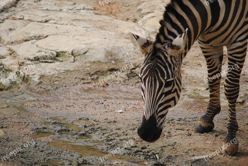 Zebra Black White Nature Animal