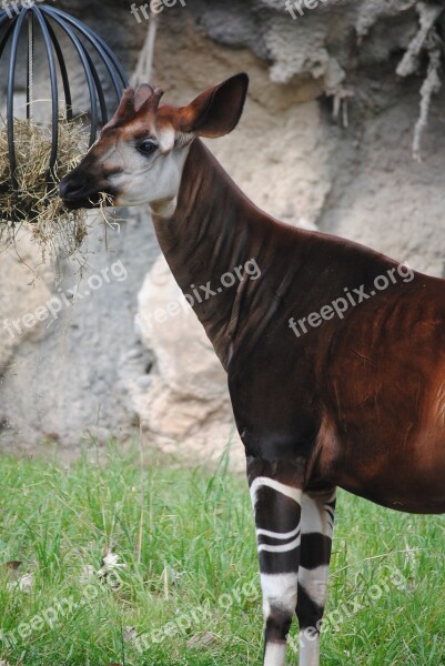 Okapi Brown Animal Mammal Wildlife