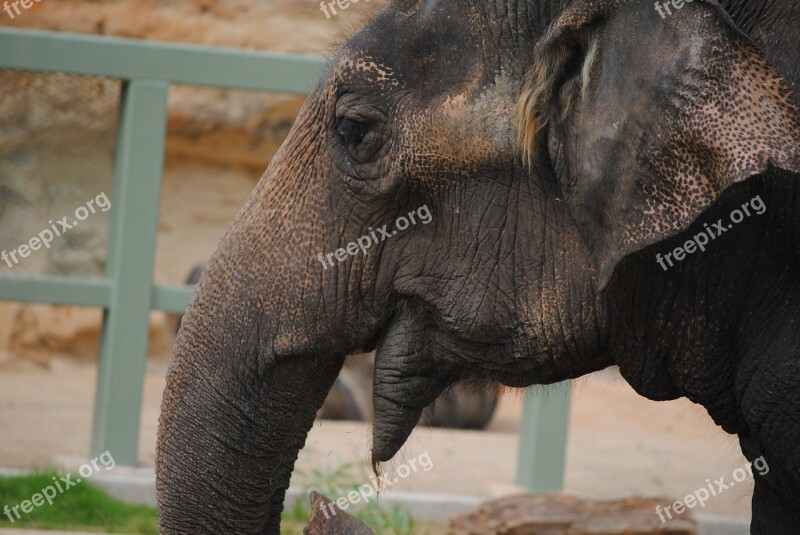 Elephant Face Animal Wild Wildlife