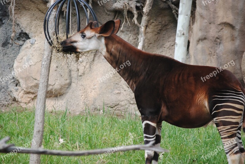 Okapi Brown Animal Mammal Wildlife