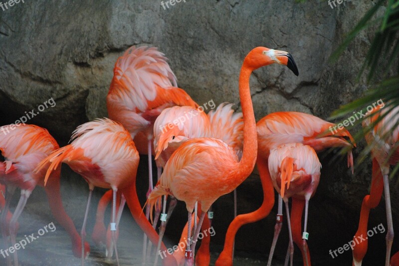 Flamingo Pink Bird Animal Nature