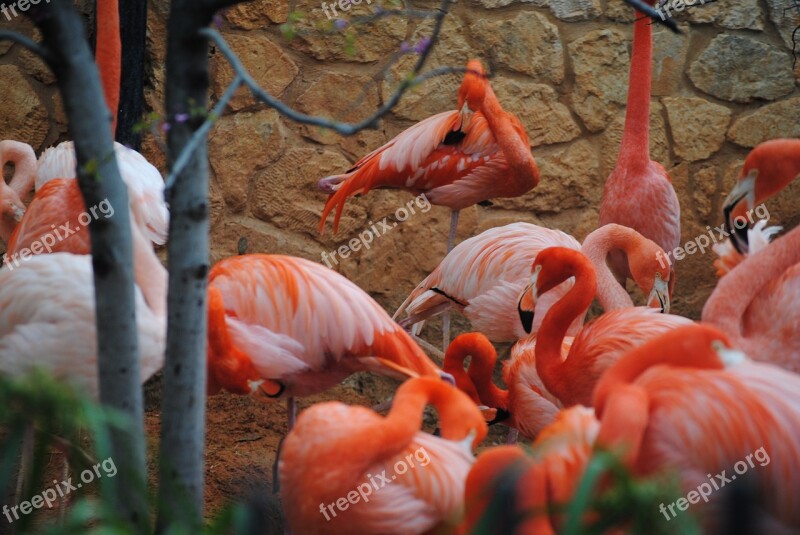 Flamingo Pink Nature Wildlife Animal