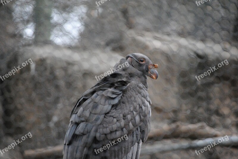 Vulture Black Bird Chain Cage