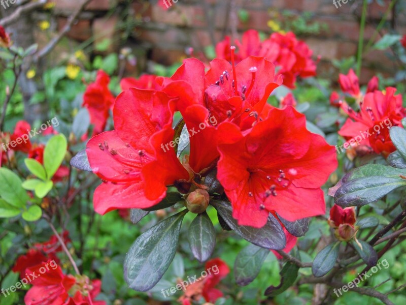 Du 鵑 Flowers Red Spring Azaleas Mapping Mountain Red